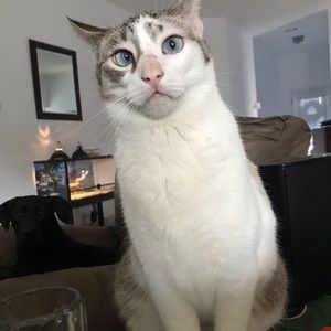 Meet your Posher, Chantél